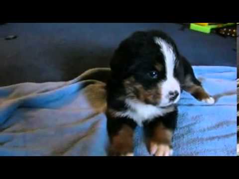 Toledo Ohio Puppies boy 2