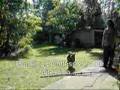 Airedale Terrier video