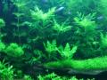 ya muy avanzado mi acuario plantado