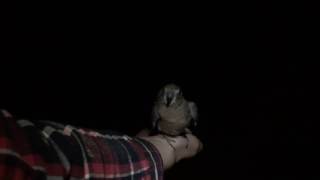 cutest Bourke's Parrots