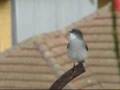 videos de DIUCON (Xolmis pyrope)