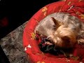 NACIMIENTO DE CACHORROS YORKSHIRE