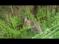 Wild Wallaby in Ballaugh