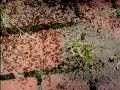 Ants