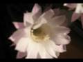A BLOOMING CACTUS IN OUR HOUSE!!!