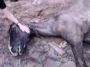 Mais um exemplo de maus-tratos aos animais Mais um exemplo de maus-tratos aos animais