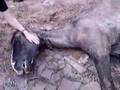 Mais um exemplo de maus-tratos aos animais