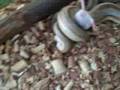 sanke gets mouse