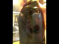 Ferrofluid 3