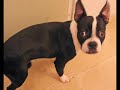 mi Tato (Boston Terrier )