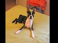 mi Tato (Boston Terrier )