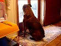 Talking Pit Bull