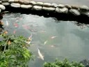 Wenzao Koi Pond