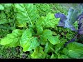 Part15 Vege garden Part15 Vege garden