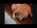 ?????golden retriever niko, ctu ?????golden retriever niko, ctu