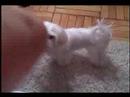 Razzle-Maltese Puppy in NYC Razzle-Maltese Puppy in NYC