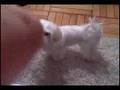 Razzle-Maltese Puppy in NYC