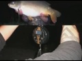 Thunder Jim Fishing Elphicks 09/08 Compilation