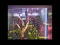 videos de Hippocampe Reidi accouchement