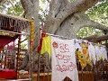 See the famous Bodhy tree, where the Buddha attained enlightenment, and a few monks praying by it. Bodhgaya, India.
http://www.tripfoto.com/v/Trip-India/Bodhgaya/ - Bodhgaya Buddha Tree (Bodhi Tree)
