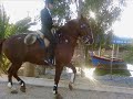 equita��o portuguesa