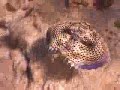 Flying Gurnard