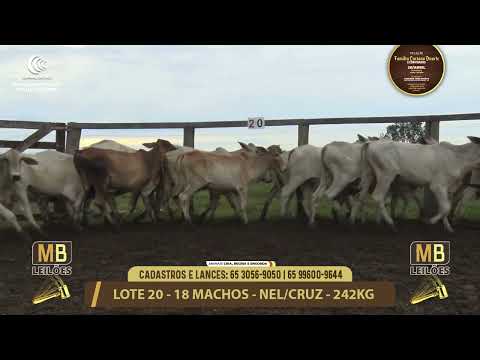 11� LEIL�O FAM�LIA LUCIANO DUARTE E CONVIDADOS