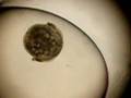 Pond Snail Embryos