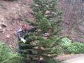 Fox's Tree