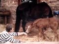 A fazenda 2 Andre Segatti passa tempo com a potrinha alegria .