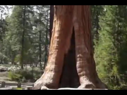 Sequoia National Park Trip