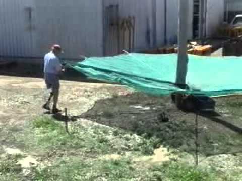 how to harvest walnuts nz
