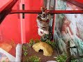 Red Tail Boa Arboreal Strike And Constriction