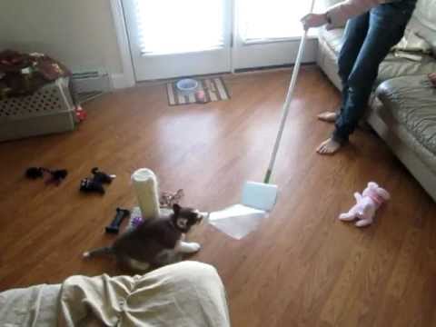 FUNNY Husky Puppy Attacks Swiffer Sweeper