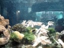 Video gravado no aquario de Ubatuba... 