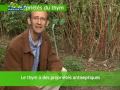 Les propriétés du Thym