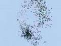 blender predator prey simulation with boids particle system