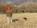 videos de Caesar pheasant hunting