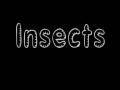 Herping With Dylan: Insects (Pt. 1)
