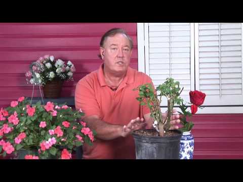 how to replant rose bushes