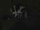 Katie Gives Birth to Karakachan Puppies Part 2