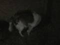 videos de Katie Gives Birth to Karakachan Puppies Part 2