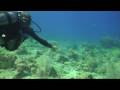 Diving Guadeloupe 3