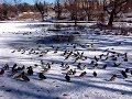 Colorado Springs: Sonia, kacky, vevericky ... 2