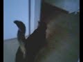 Katze Lucky