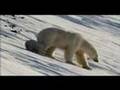 Brian Wilson Live Let Live ARCTIC TALE - MUSIC VIDEO