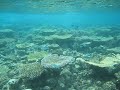 Edge Of Reef Before Deep Blue Sea