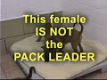 Establishing Pack Structure with the Family Dog