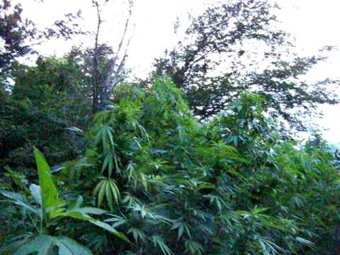 how to harvest a guerilla grow