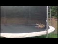 La mejor rutina en trampolin de un Bulldog
